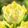  Tulip Full Verona 5 buc bulbi de lalele si ceapa