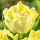  Tulip Full Verona 5 buc bulbi de lalele si ceapa