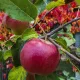  Apple Trees Duo Apple Tree Red Boskoop + Răsad Golden Delicious cu rădăcină goală 90-140 cm