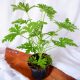  PLATA MEDICINALA GERANIUM ANGINKA dimensiune 12 cm