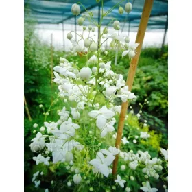  De colecție SPLENDIDE WHITE Rutewka