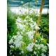  De colecție SPLENDIDE WHITE Rutewka