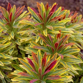  Răsaduri „Ascot Rainbow” (Euphorbia) p11
