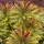  Răsaduri „Ascot Rainbow” (Euphorbia) p11