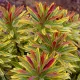  Răsaduri „Ascot Rainbow” (Euphorbia) p11