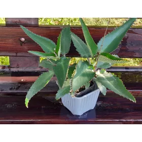  Răsad de Kalanchoe într-un recipient de 0,5-1 litri