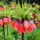  Imperial Crown - Fritillaria 'Red Beauty' XXL - PREMIUM - Wild Lilly