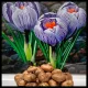  Crocus - 'Pickwick' (10/+) - 10 buc. - XXL - PREMIUM - Wild Lilly