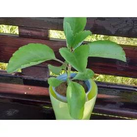  Răsad medicinal Kalanchoe