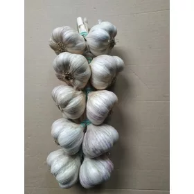    Harnaś usturoi de iarnă, calificare poloneză WARKOCZ 10GŁ. CAP ECOLOGIC