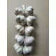  Harnaś usturoi de iarnă, calificare poloneză WARKOCZ 10GŁ. CAP ECOLOGIC