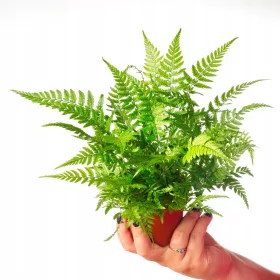  Răsad de Athyrium spicatum într-un recipient de 0,5 l