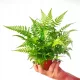  Răsad de Athyrium spicatum într-un recipient de 0,5 l