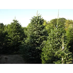    C2 BRAD CAUCAZIAN 30-40 CM. ABIES KAUKASIKA FRUMOASĂ SEMANAT