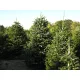  C2 BRAD CAUCAZIAN 30-40 CM. ABIES KAUKASIKA FRUMOASĂ SEMANAT