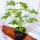  GERANIUM ANGINKA, dimensiune 12 cm