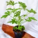  GERANIUM ANGINKA, dimensiune 12 cm