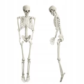    165cm Skelet Simulare Prop Posable Os Uman Schelet Decorare de Halloween