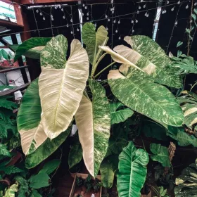    PHILODENDRON 'Jose Buono' Philodendron, gene frumoase, plantă mare