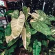  PHILODENDRON 'Jose Buono' Philodendron, gene frumoase, plantă mare