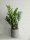  Zamioculcas Zamiifolia Zamioculcas Zamiifolia 50cm ⌀12