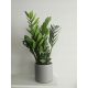  Zamioculcas Zamiifolia Zamioculcas Zamiifolia 50cm ⌀12