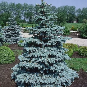  LIVE BRAD DE CRACIUN MIL ARGINTIU 80-100 CM. PICEA PUNGENS