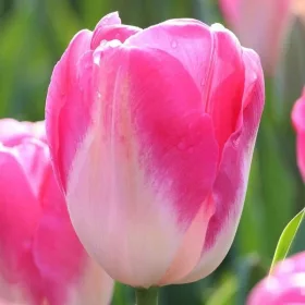  Tulip Triumph Dynasty 5 buc bulbi de lalele