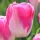  Tulip Triumph Dynasty 5 buc bulbi de lalele