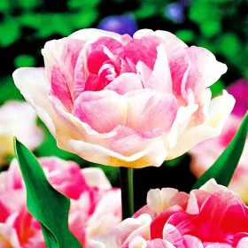  Full Tulip Angelique 5 becuri GARDEN BEAUTY BULBI DE FLORI