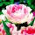  Full Tulip Angelique 5 becuri GARDEN BEAUTY BULBI DE FLORI