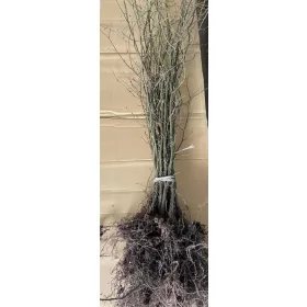  Luați un răsad de rădăcină goală de 100-150 cm