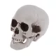  CRANIU ARTIFICIAL CRANIU UmbriT GRI 20CM