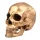  1PC Skull Action Figure Halloween Craniu Prop