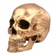  1PC Skull Action Figure Halloween Craniu Prop
