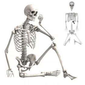    SCHELETON agățat schelet înfricoșător decor HALLOWEEN 170CM