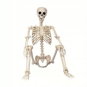    Schelet de Halloween real de 5,4 picioare - plastic realist care acoperă întregul corp