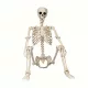  Schelet de Halloween real de 5,4 picioare - plastic realist care acoperă întregul corp