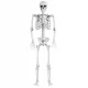  SCHELET BONEBODY 165 cm DECORATIE DE HALLOWEEN