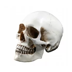    Rășină pentru model de replică craniu uman în mărime naturală 1:1