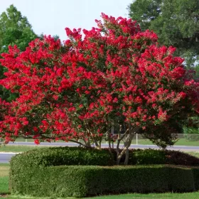   Lagerstroemia răsad într-un recipient de până la 0,5 l, 10-30 cm