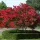  Lagerstroemia răsad într-un recipient de până la 0,5 l, 10-30 cm