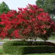  Lagerstroemia răsad într-un recipient de până la 0,5 l, 10-30 cm