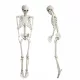  Skeleton Simulation Prop Posable Human Bone Schelet Decoration pentru