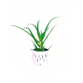    Arbore de Aloe Medicinal Aloe, specia pe care o foloseau bunicile noastre