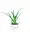  Arbore de Aloe Medicinal Aloe, specia pe care o foloseau bunicile noastre