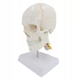  Model de craniu Model de studiu detașabil Schelet