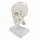  Model de craniu Model de studiu detașabil Schelet