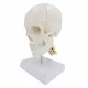  Model de craniu Model de studiu detașabil Schelet