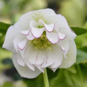    Răsad HELLEBORE alb, violet, roz într-un recipient de 1-2 litri